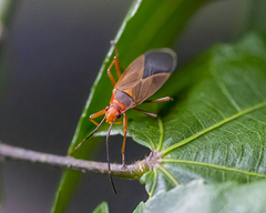 Dysdercus ruficollis