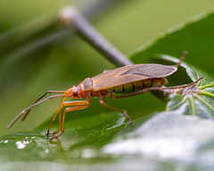 Dysdercus ruficollis