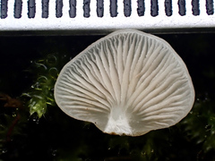Crepidotus stipitatus