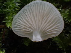 Crepidotus stipitatus