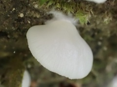 Crepidotus stipitatus