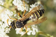 Polistes dominula