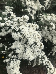 Ozothamnus secundiflorus