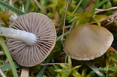 Stropharia pseudocyanea