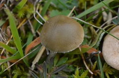 Stropharia pseudocyanea