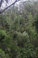 Otatea acuminata