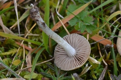 Stropharia pseudocyanea