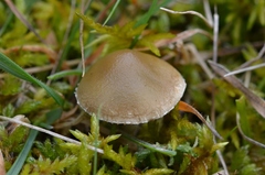 Stropharia pseudocyanea