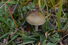 Stropharia pseudocyanea