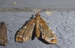 Leucinodes cordalis