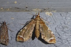Leucinodes cordalis
