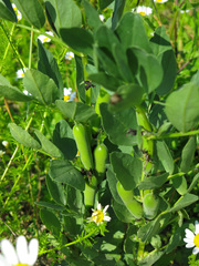 Vicia faba