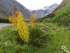 Aciphylla horrida