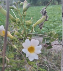 Amphilophium lactiflorum