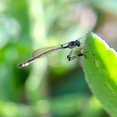 Leptopteromyia americana