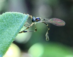 Leptopteromyia americana