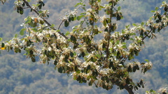 Cercocarpus macrophyllus