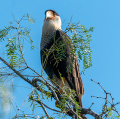 Caracara