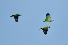 Amazona autumnalis salvini
