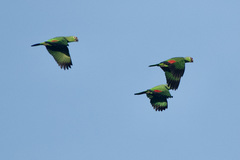 Amazona autumnalis salvini