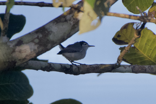 Polioptila bilineata bilineata