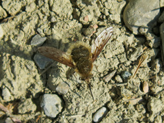 Bombylius medius