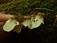 Skeletocutis amorpha