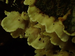 Skeletocutis amorpha