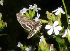Lintneria eremitus
