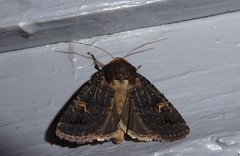 Proteuxoa tetronycha