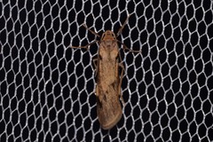 Graphosia stenopepla