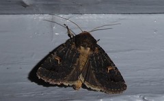 Proteuxoa tetronycha