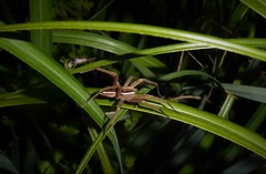 Dolomedes minor