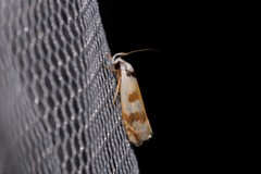 Plectophila pyrgodes