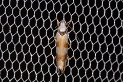 Plectophila pyrgodes