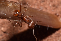 Pogonomyrmex salinus