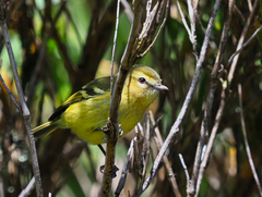 Vireo carmioli