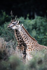 Giraffa camelopardalis tippelskirchi