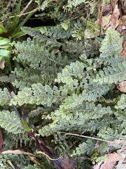 Hymenophyllales