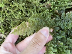Hymenophyllales