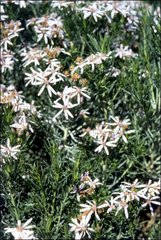 Olearia glutinosa