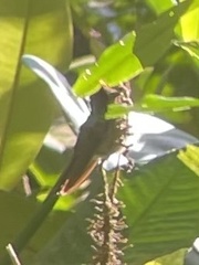 Lampornis