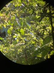 Lampornis