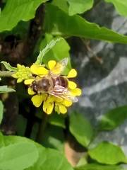 Eristalis tenax