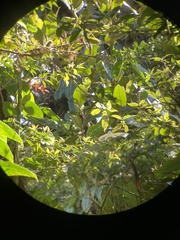 Lampornis