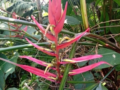 Heliconia schiedeana