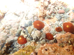 Corynactis australis