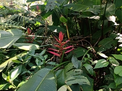 Heliconia schiedeana