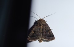 Proteuxoa tetronycha