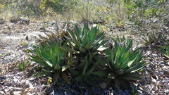 Agave kerchovei